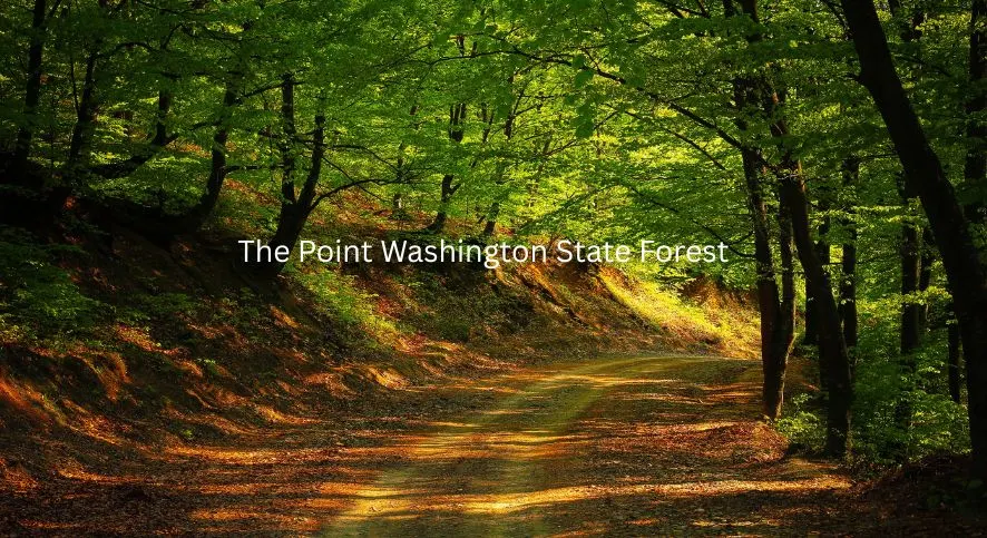 Point Washington State Forest