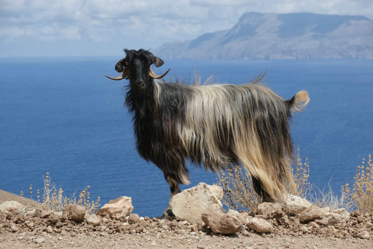 wildlife exploration at goat rock beach