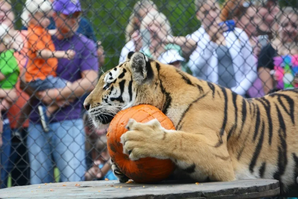 Catty Shack Ranch Wildlife Sanctuary