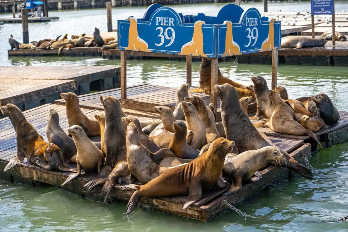 pier 39, San Francisco