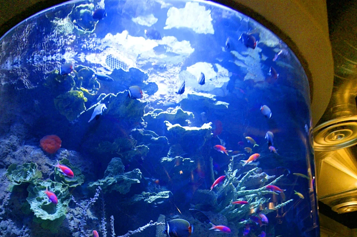 Aquarium Adventure Exhibit
