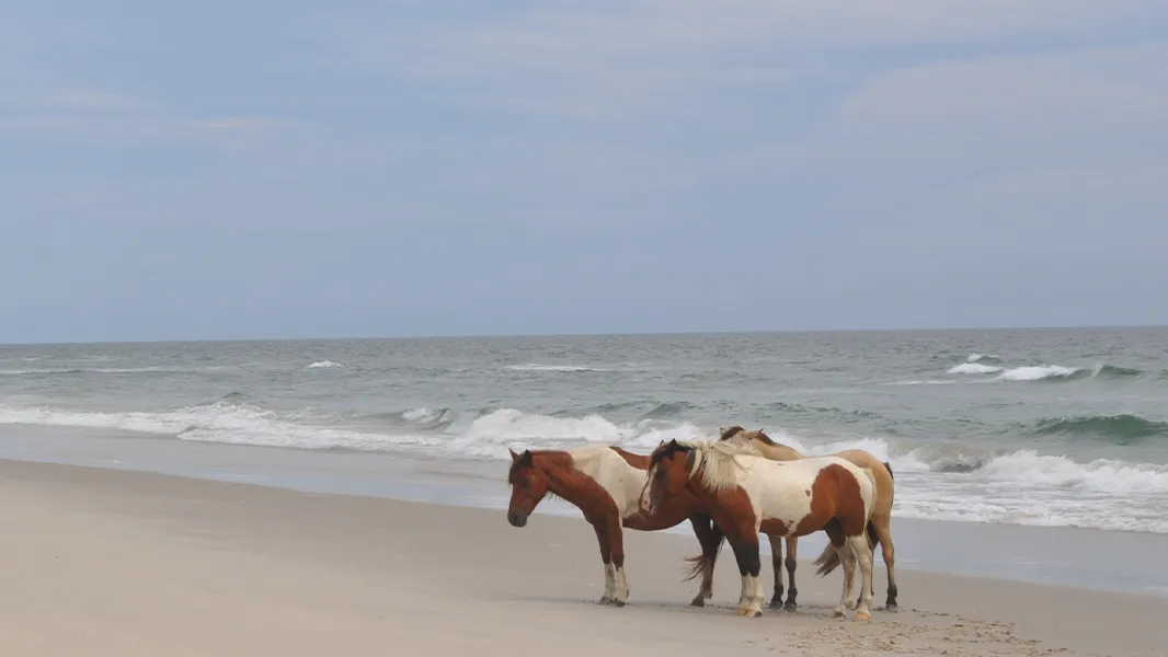 Assateague Island National Seashore