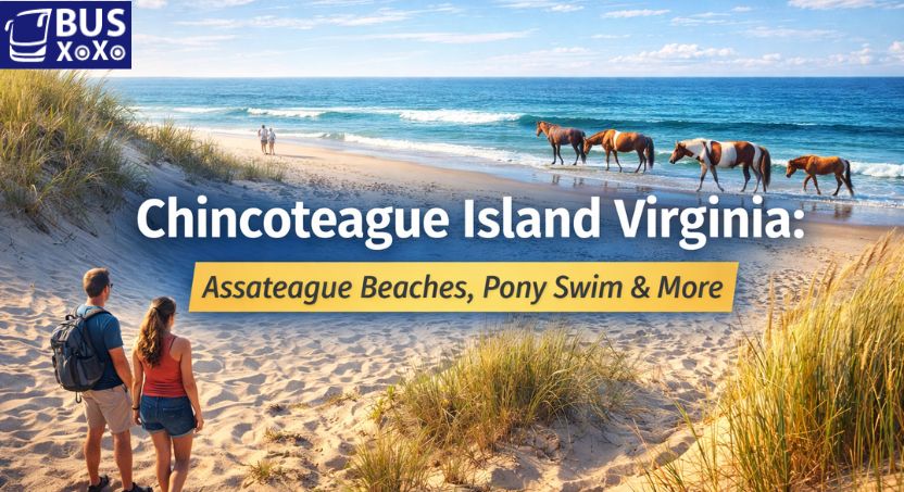 chincoteague island virginia image