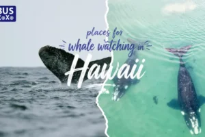 Top Places for Whale Watching in Hawaii
