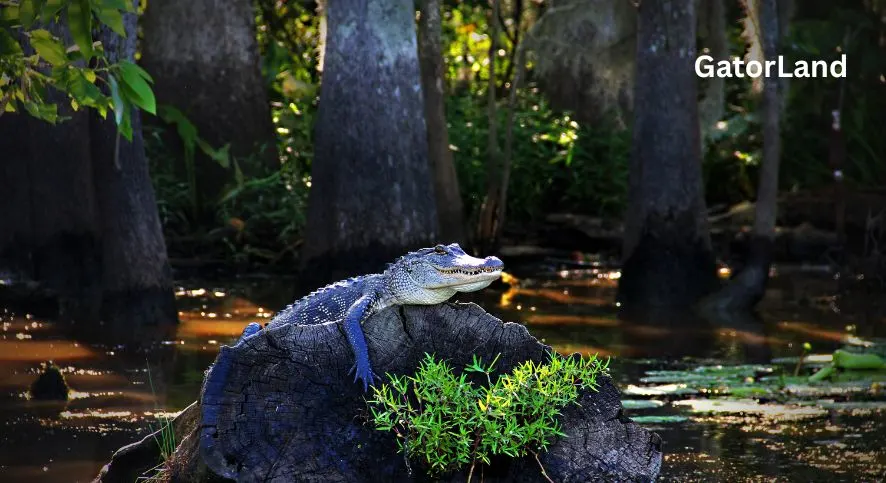 GatorLand