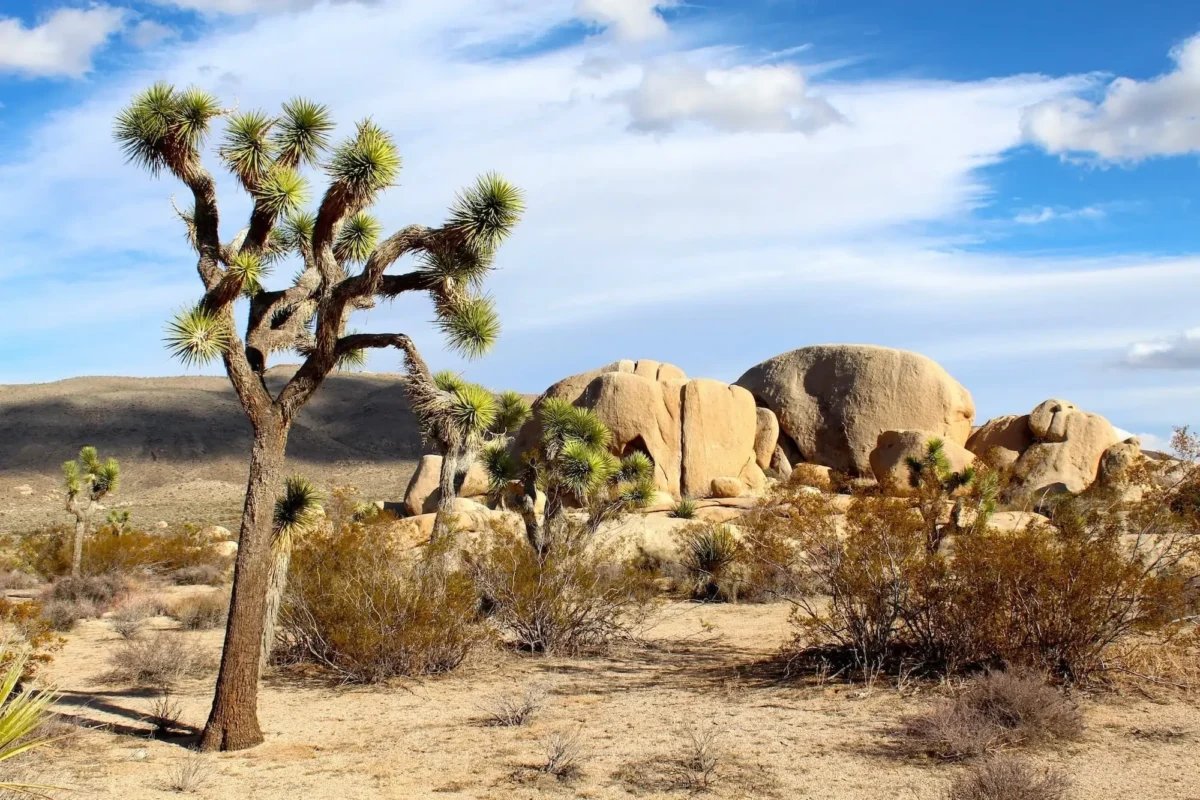 Parque Nacional Joshua Tree