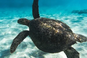 Florida Marine Tampa1