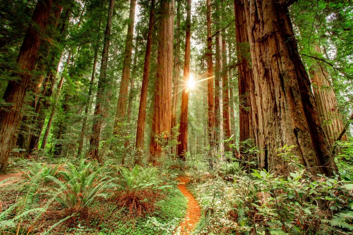 Parques Nacionales y Estatales de Redwood