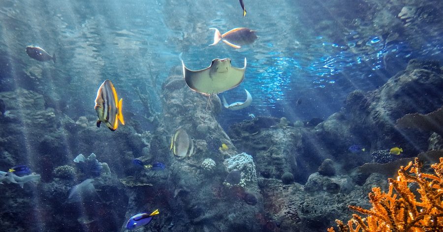 Best aquarium in California