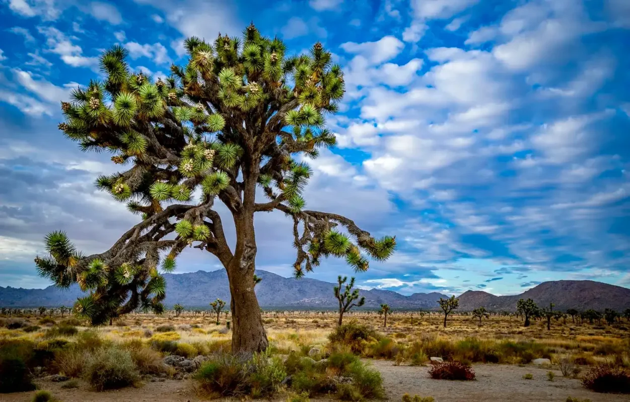 Parque Nacional Joshua Tree