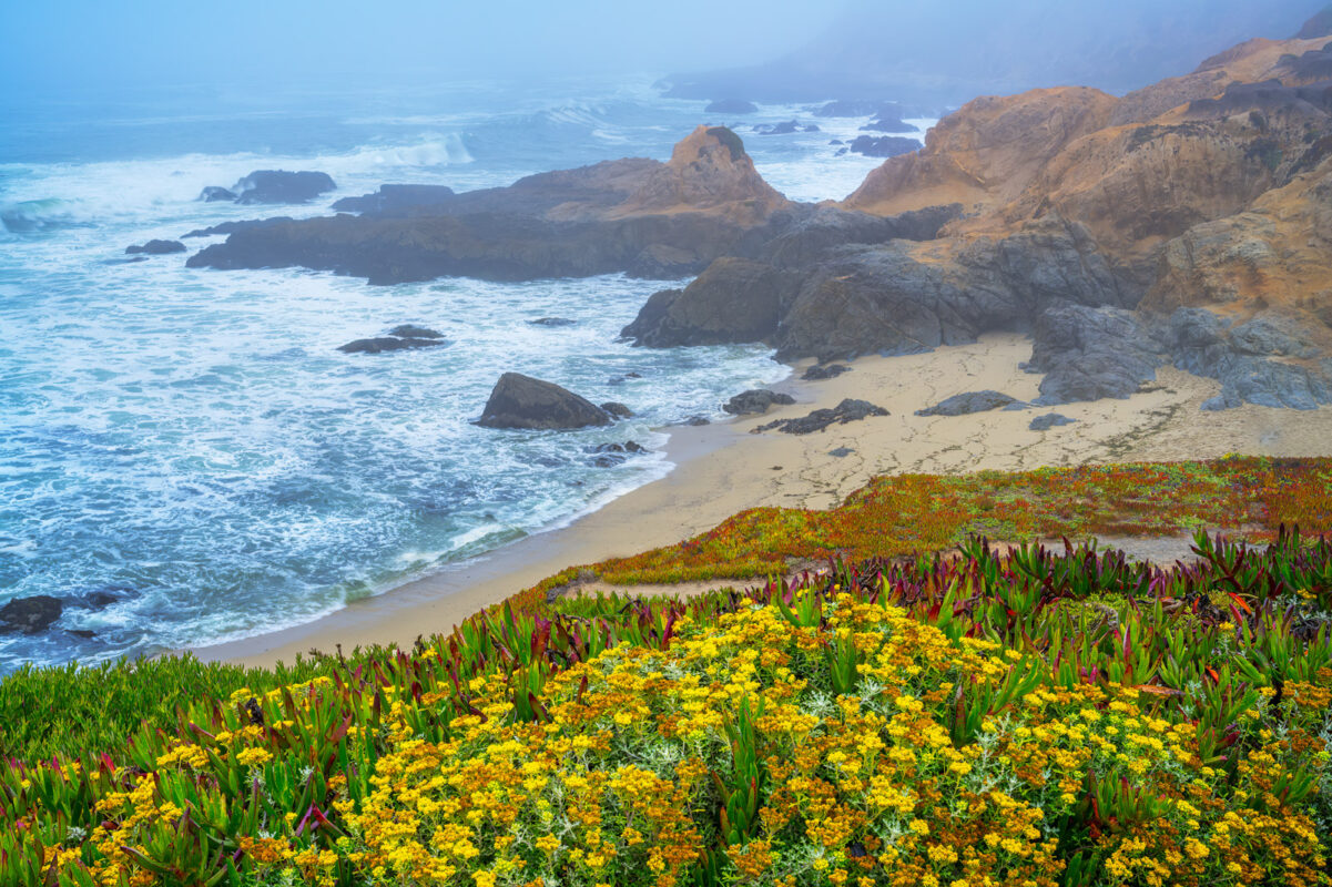 Bodega Bay at goat rock beach