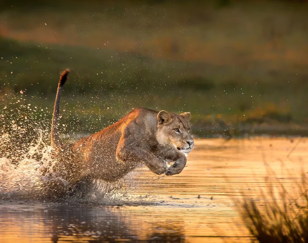 Delve Into The World Of Wildlife Creatures in bozeman