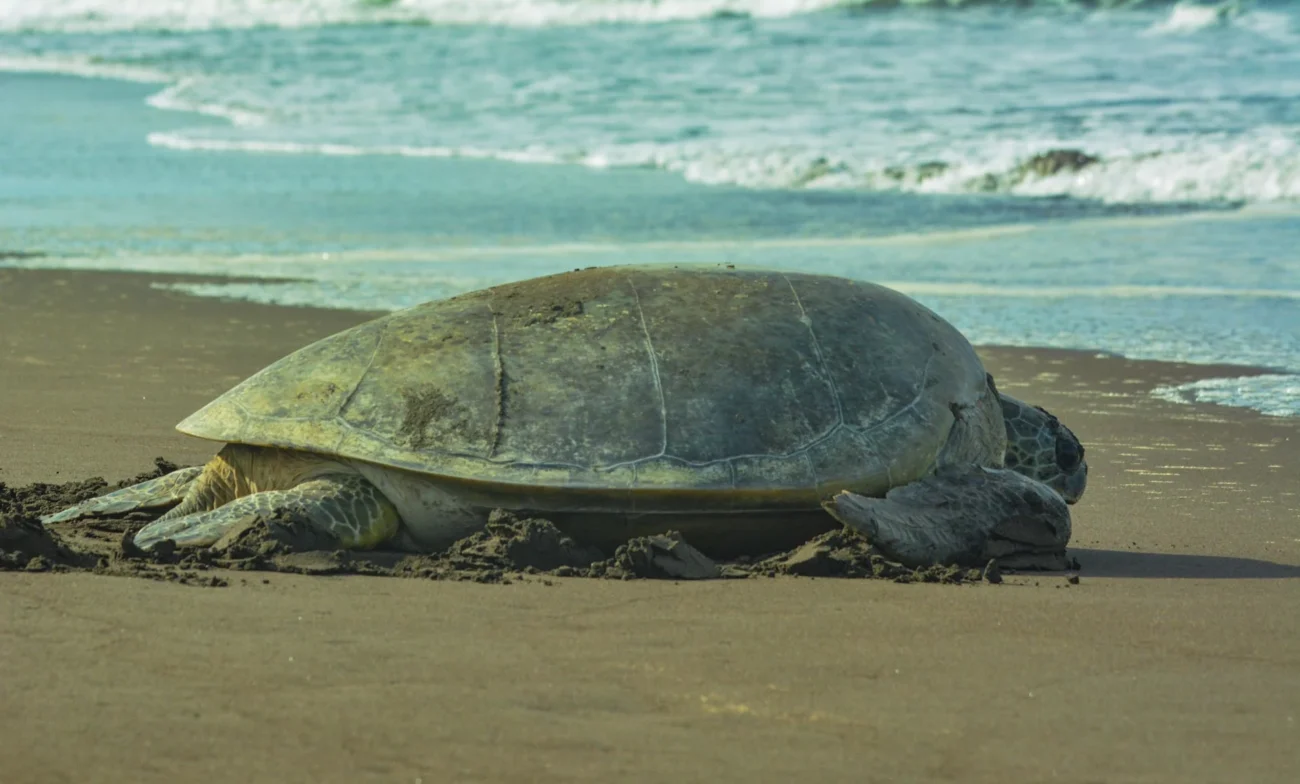 Best Places To Visit In Costa Rica tortguero