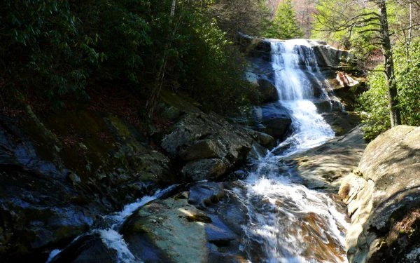Best place to visit in Asheville is pisgah National Forest