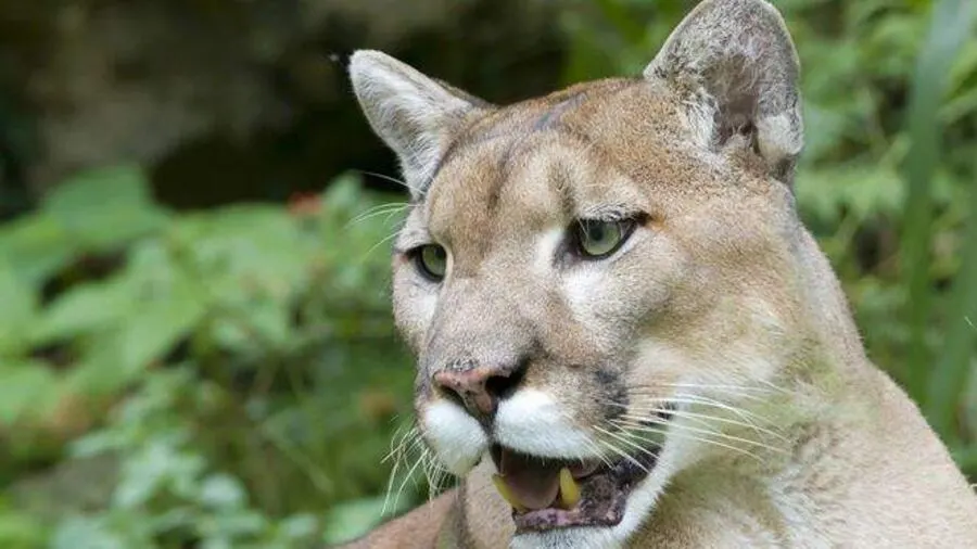 Panther Springs at Gatorland