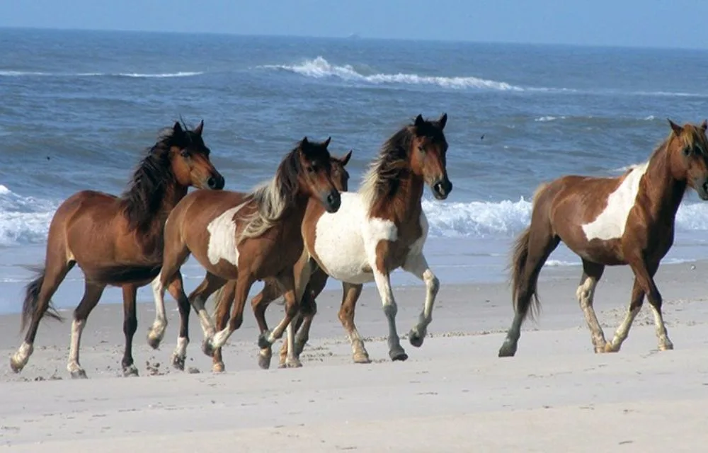Costa Nacional de la Isla Assateague