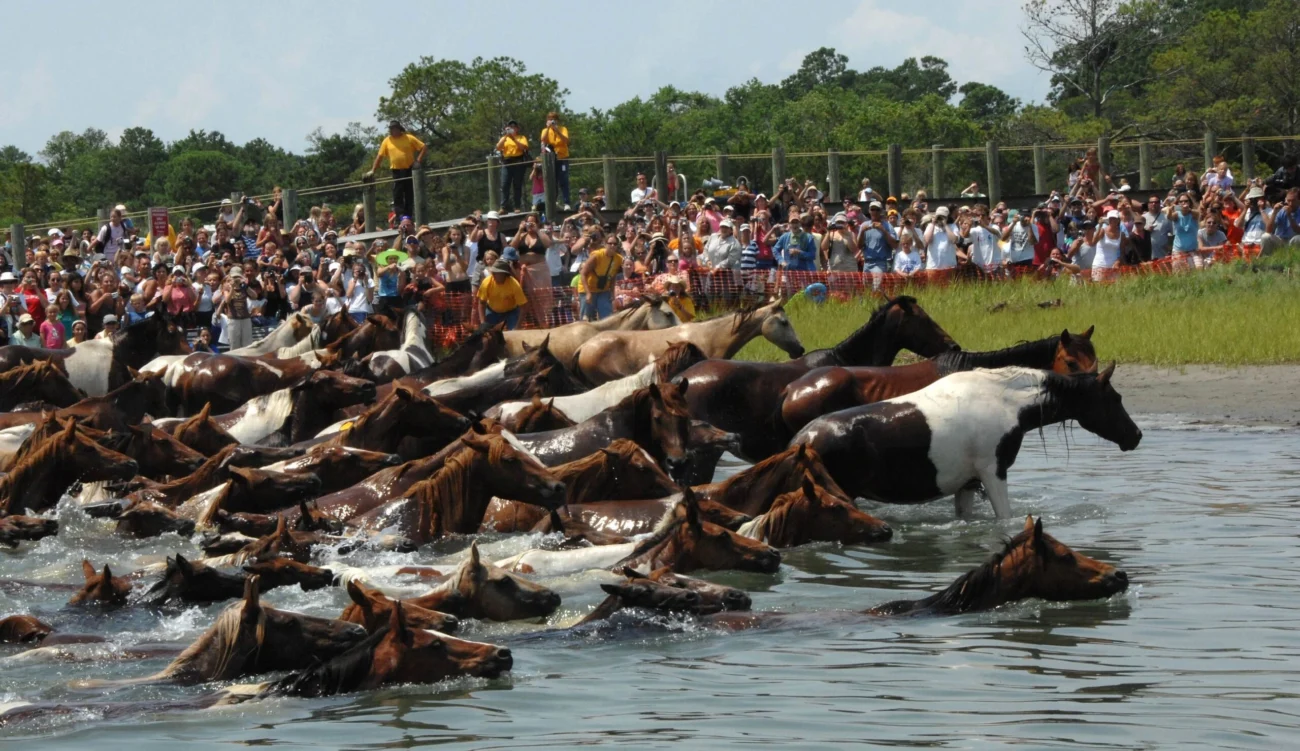 Chincoteague Ponies
