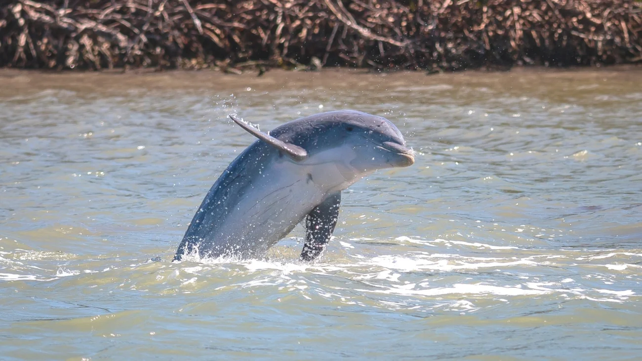 Things to Do in Kiawah Island   is Dolphin Spotting At Kiawah Island 