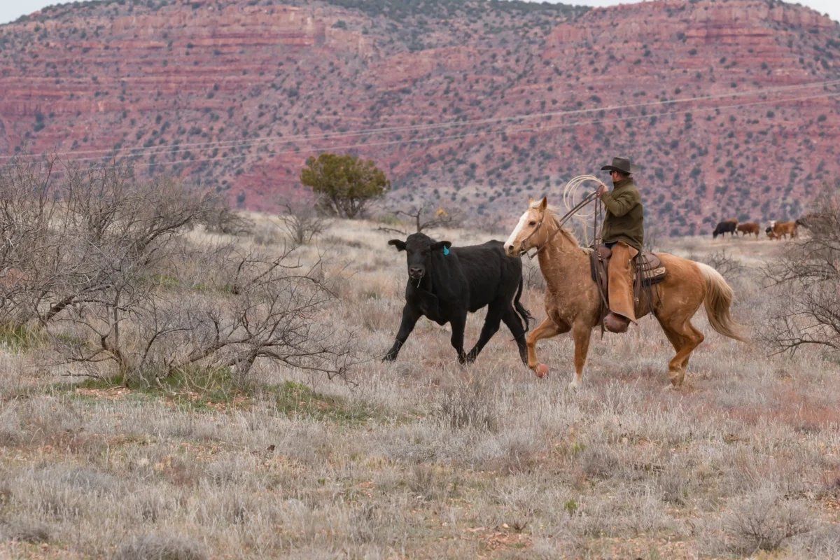 Horseback Riding At assateague island