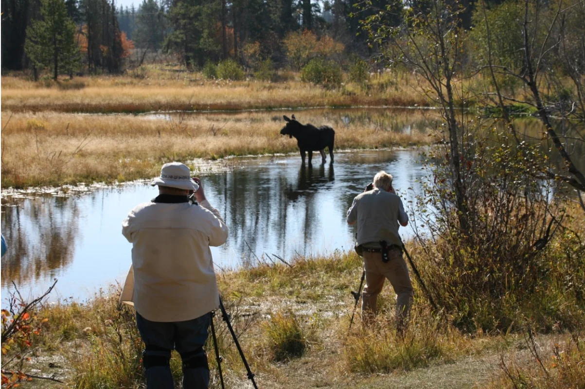 Wildlife Watching at the Best Destinations of Montana 