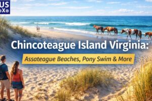 chincoteague island virginia image