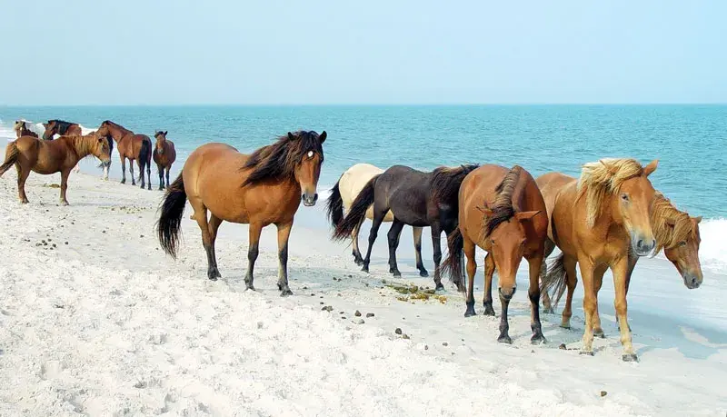 Famous Wild Horses of Assateague Island