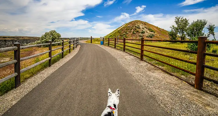 Sitio de salto de Evel Knievel