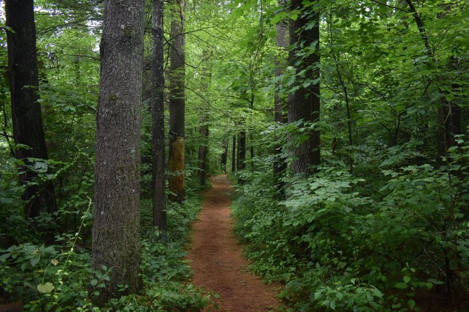 Bosque Estatal de Yellowwood
