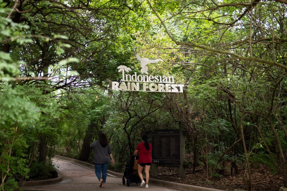 Selva tropical de Indonesia