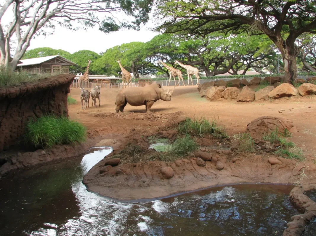 African Savanna