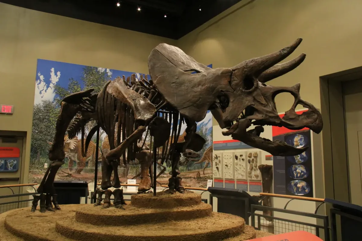 Burpee Museum of National History
