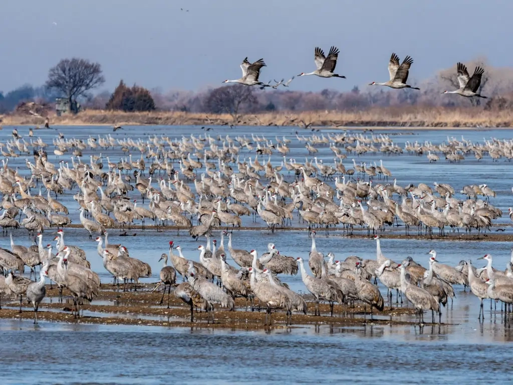 Migración de la grulla canadiense