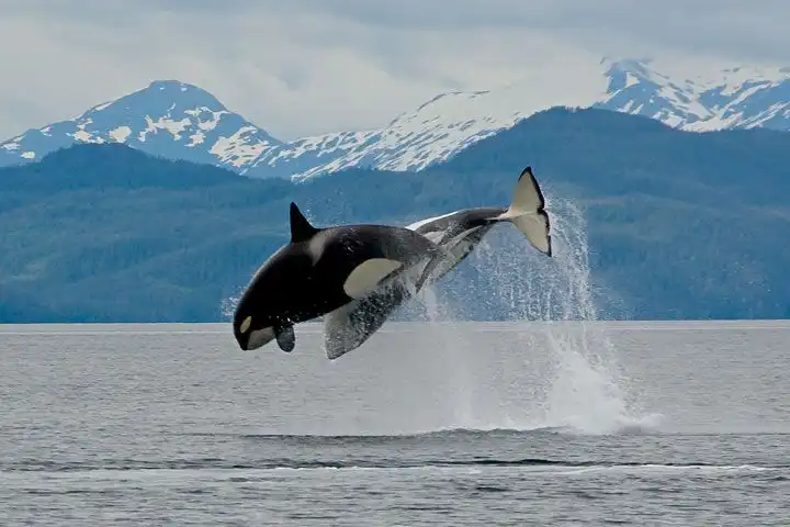 Observación de fauna salvaje en los fiordos de Kenai.