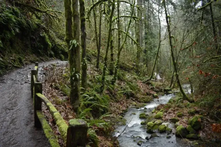 forest-park
