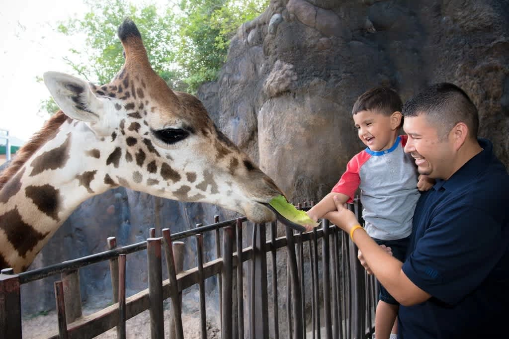 giraffe feeding platform houston zoo 