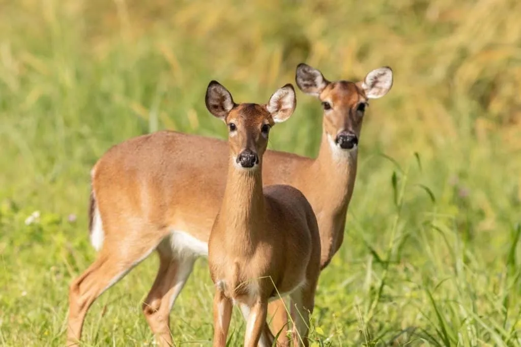 A pair of dears are staring