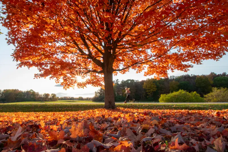 Leaf Peeping In Vermont