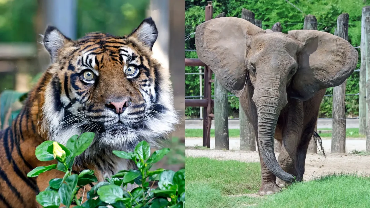 Wildlife Photography & Scenic Views