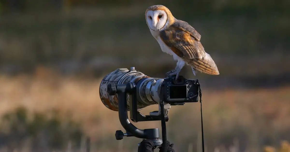 wildlife watching & photography at Rock Cut State Park