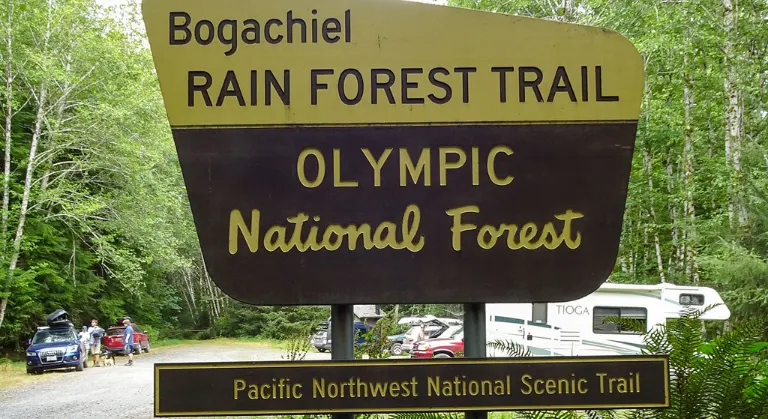 Bogachiel Rain Forest image