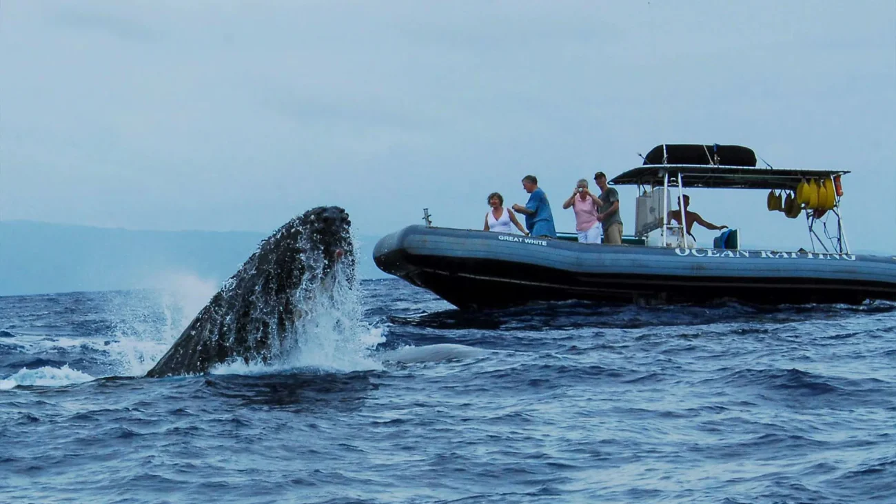 Go Whale Watching