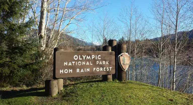 Hoh Rain Forest image