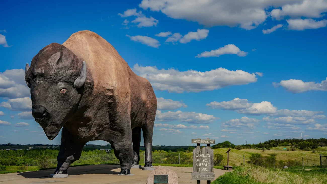Largest buffalo, Jamestown