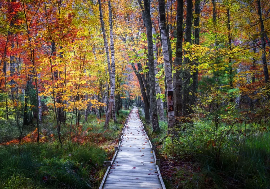 Jesup Path Boardwalk