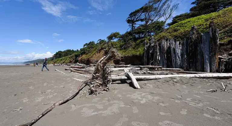Kalaloch Beach, Washington image