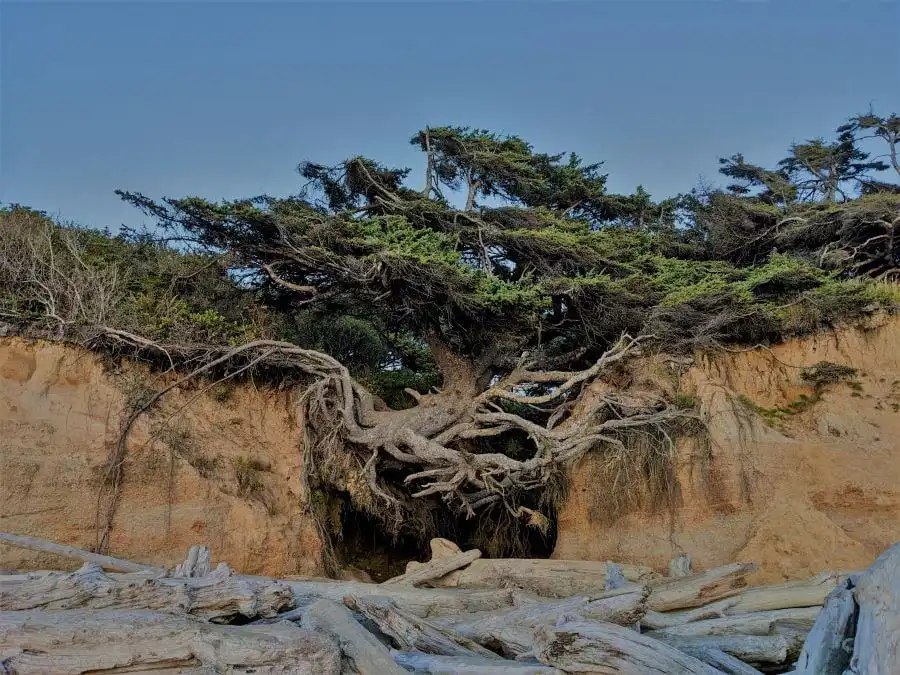 Kalaloch Beach image