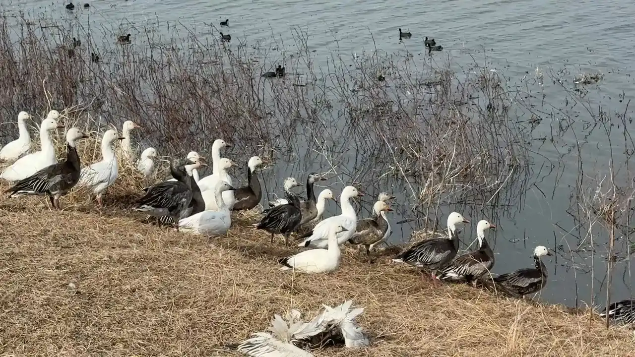 Loess Bluffs National Wildlife Refuge