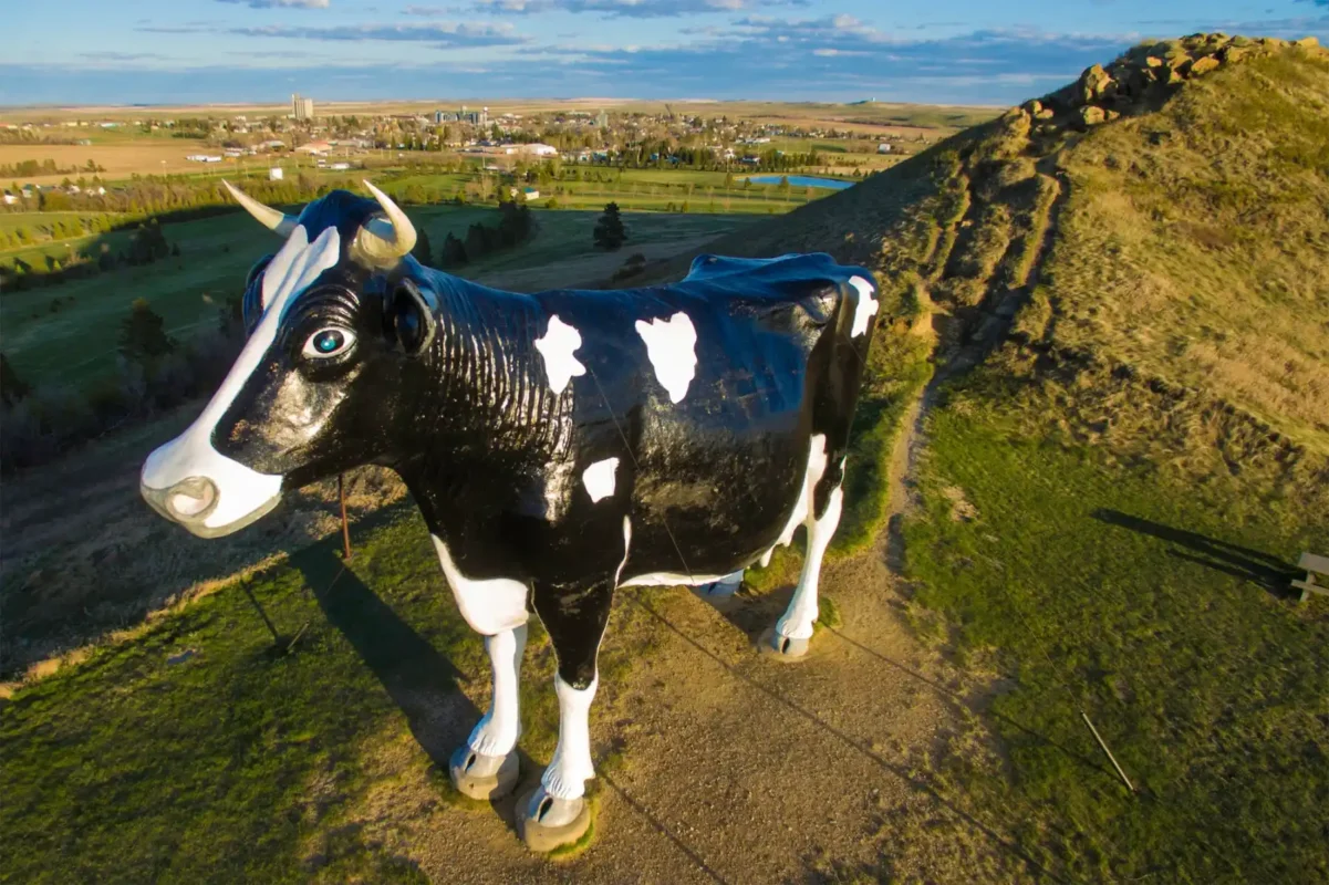 Largest Cow, New Salem