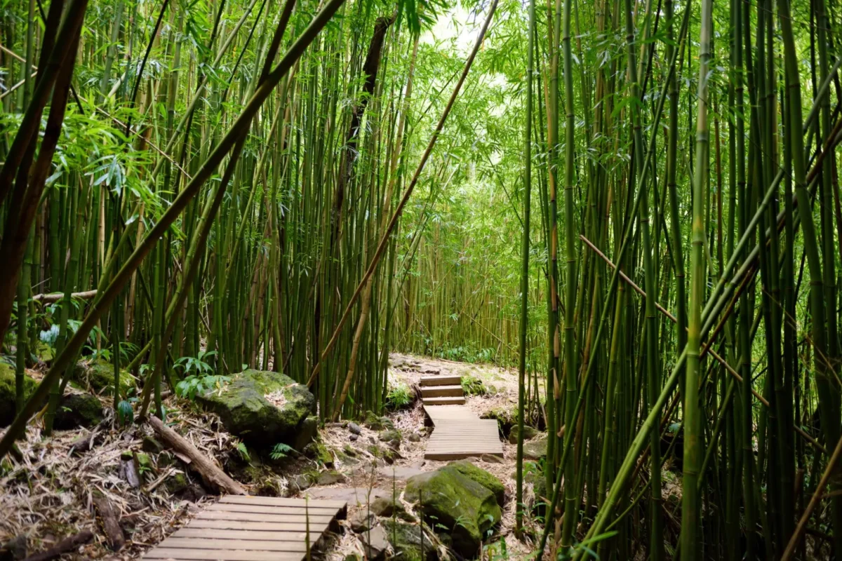 Pipiwai Trail