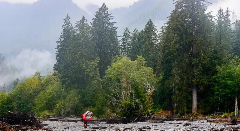 Queets Rain Forest image